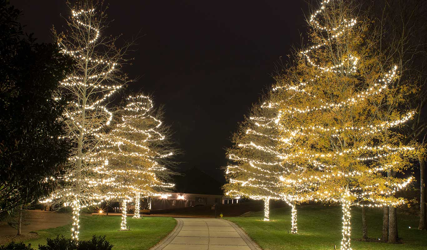 Driveway lined with warm white wrapped trees
