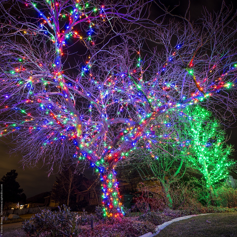 Large tree wrapped with multicolor lights next to a green-lit tree
