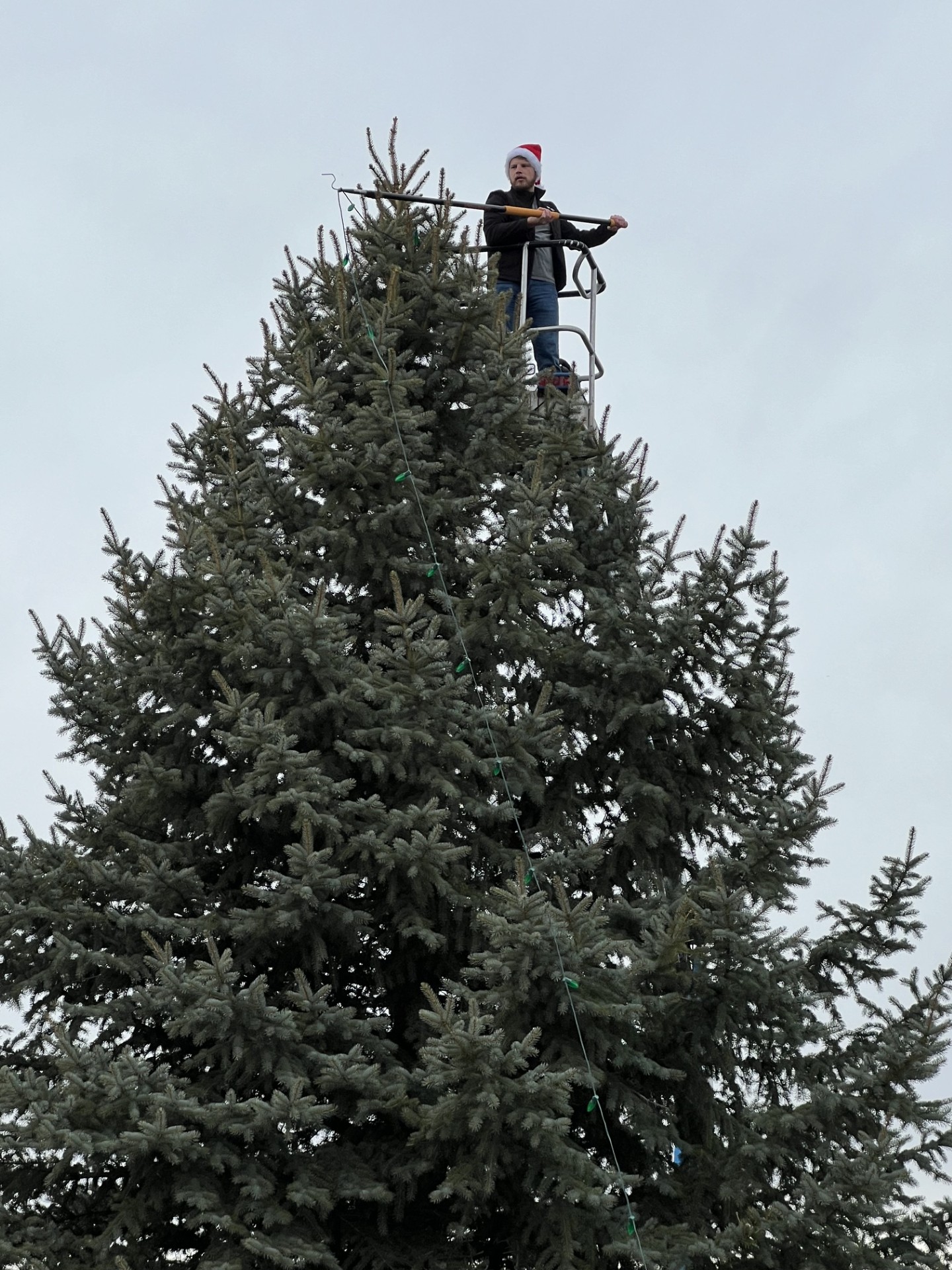 Reaching the top of a tall spruce to set the topper strand.