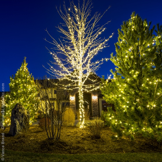 Warm white wrapped tree between two evergreens at dusk