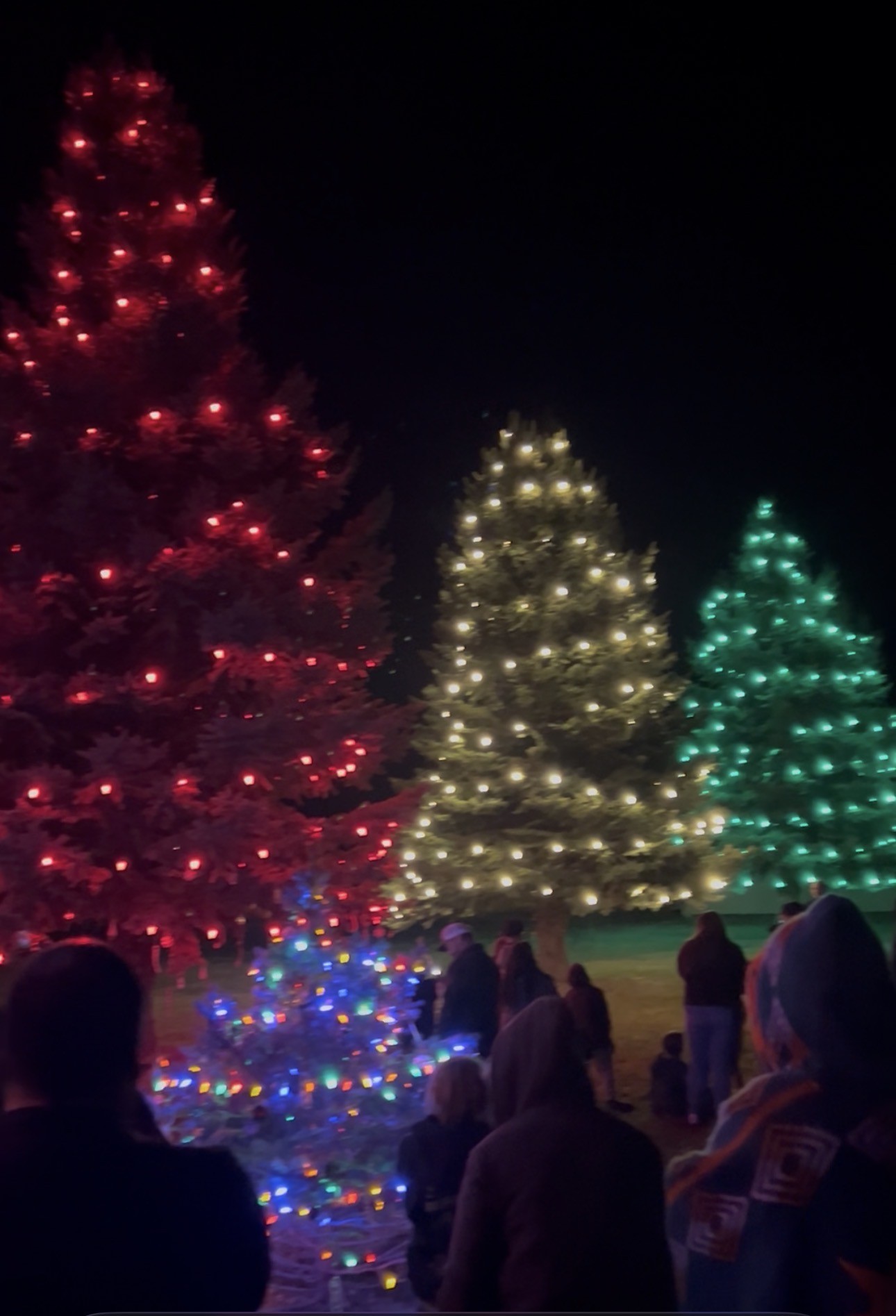 Trees wrapped with warm white Christmas lights in Blackfoot, Idaho