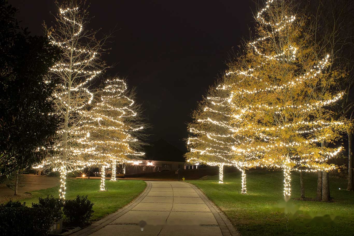 Front-yard trees wrapped trunk-to-branch in warm white Christmas lights along a walkway